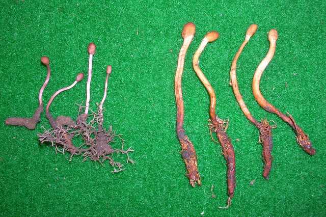 Funghi cittadini